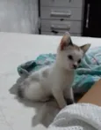 Nao tem