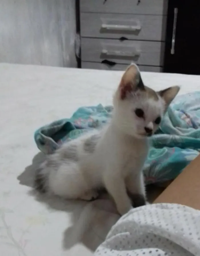 Gato ra a Nao sei idade Abaixo de 2 meses nome Nao tem