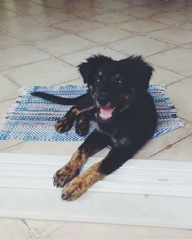 Cachorro ra a Sem Raça Definida idade 2 a 6 meses nome Bilbo