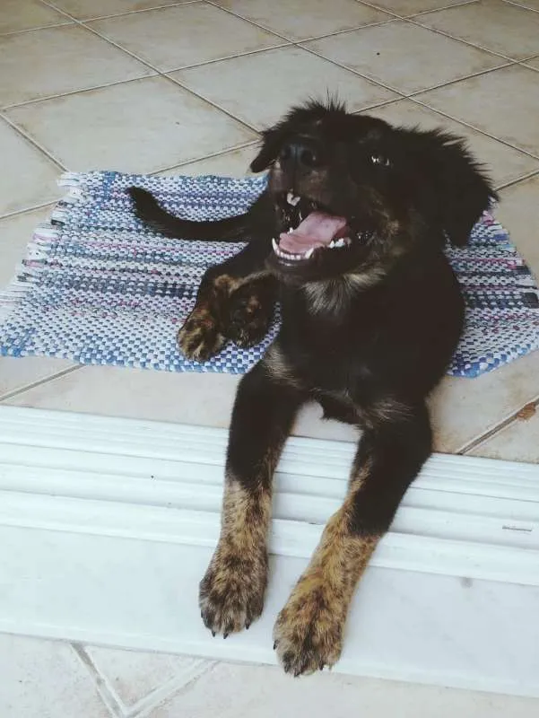Cachorro ra a Sem Raça Definida idade 2 a 6 meses nome Bilbo