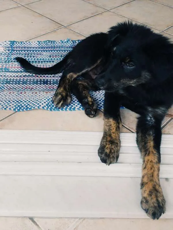Cachorro ra a Sem Raça Definida idade 2 a 6 meses nome Bilbo