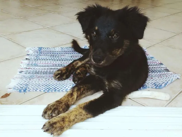 Cachorro ra a Sem Raça Definida idade 2 a 6 meses nome Bilbo