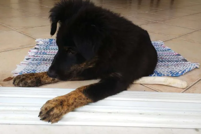 Cachorro ra a Sem Raça Definida idade 2 a 6 meses nome Bilbo