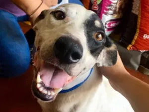 Cachorro raça SRD idade 2 anos nome Bob