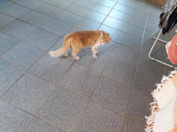 Gato ra a Indefinida idade 4 anos nome  lola