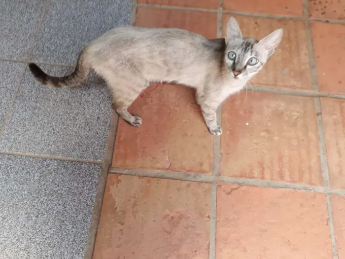 Gato ra a Indefinida idade 3 anos nome Vesga