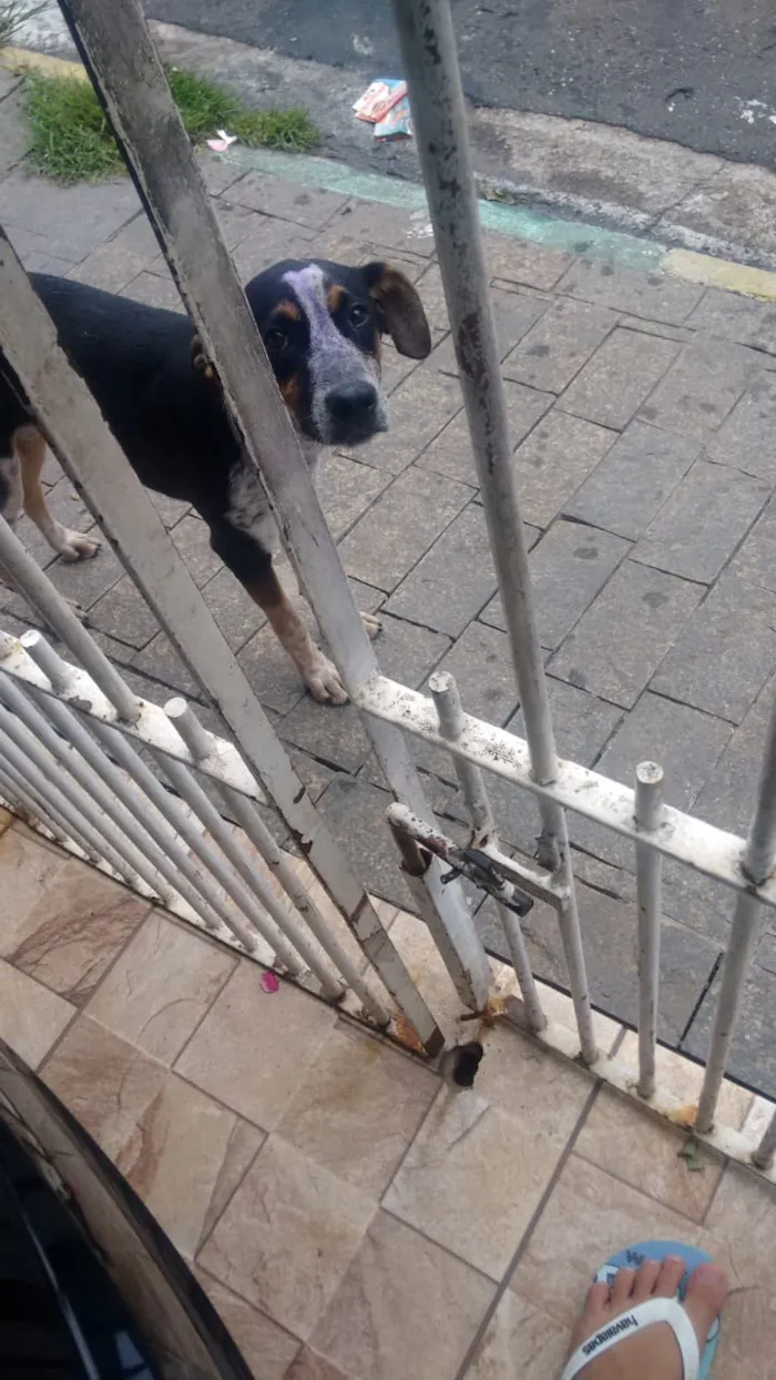 Cachorro raça Viralata idade 2 a 6 meses nome James