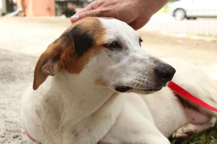 Cachorro ra a SRD idade 7 a 11 meses nome Loui
