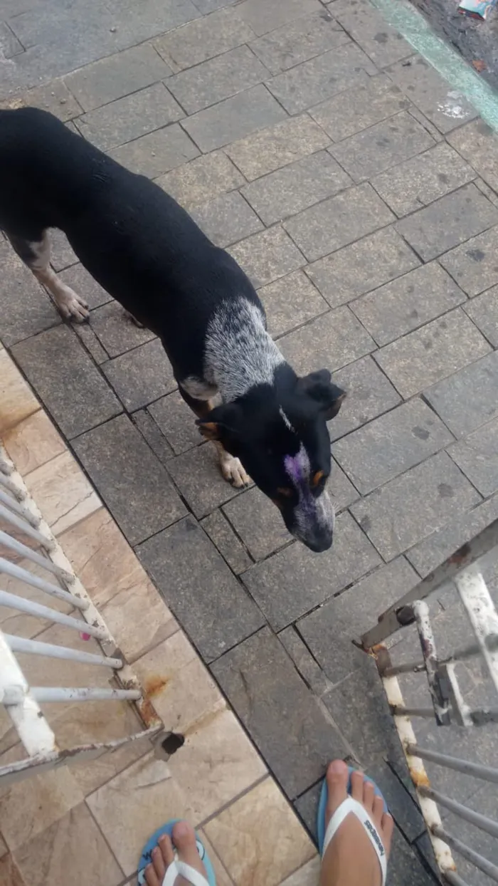 Cachorro raça Viralata idade 2 a 6 meses nome James