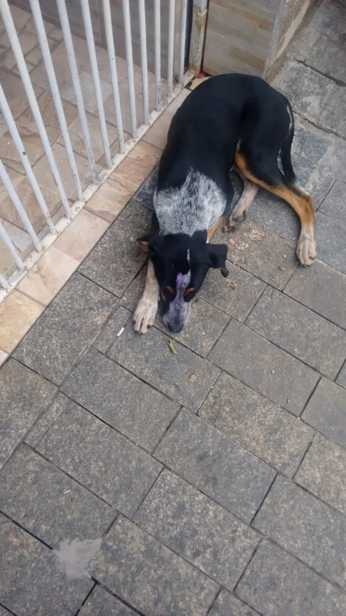Cachorro raça Viralata idade 2 a 6 meses nome James
