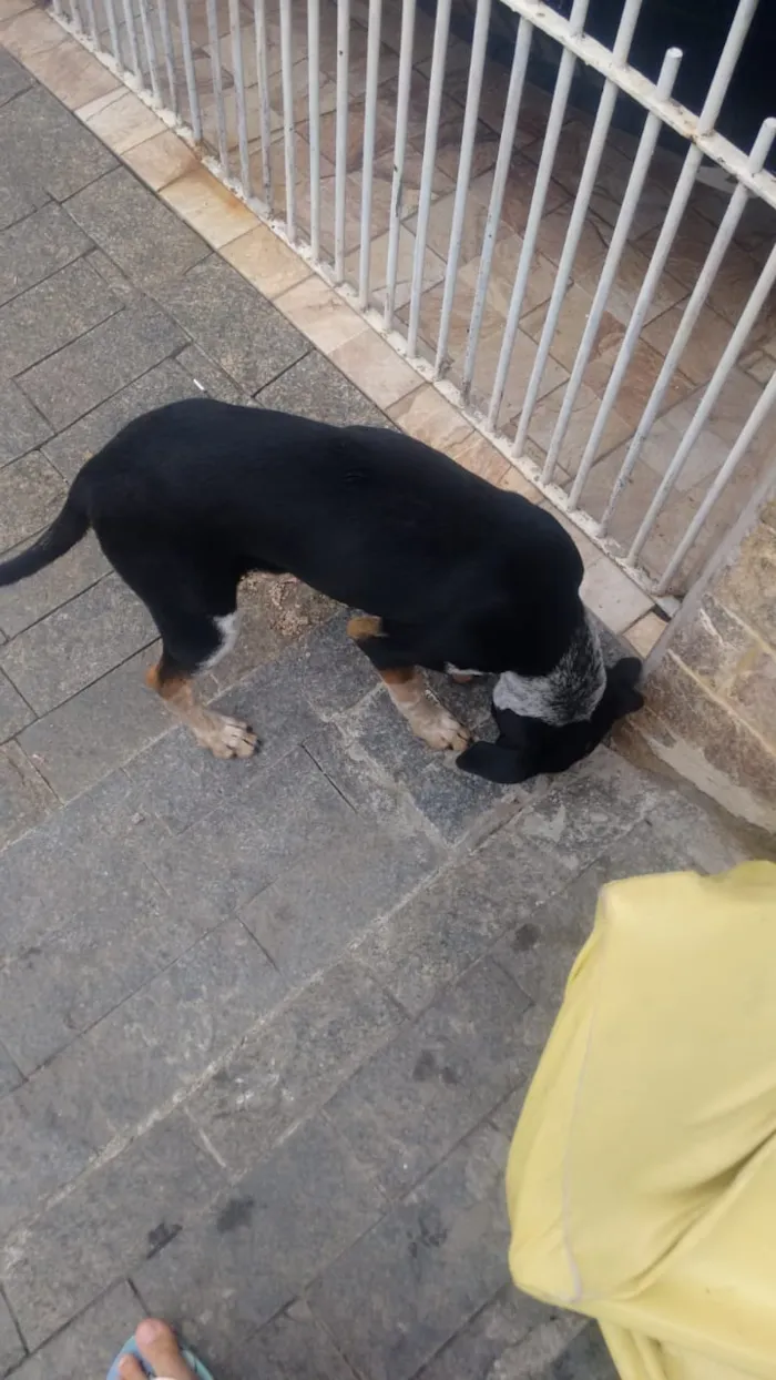 Cachorro raça Viralata idade 2 a 6 meses nome James