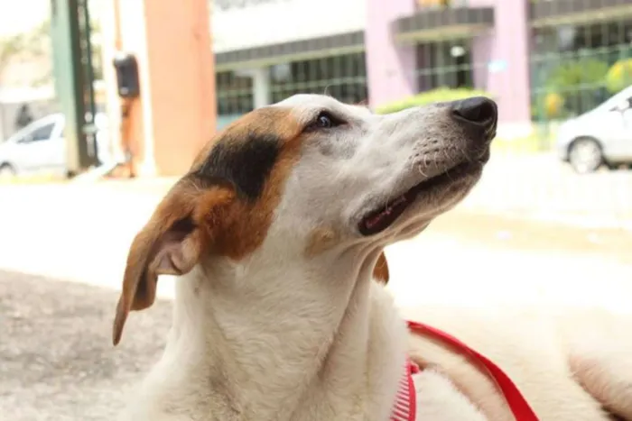Cachorro ra a SRD idade 7 a 11 meses nome Loui