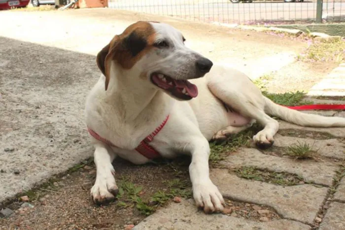 Cachorro ra a SRD idade 7 a 11 meses nome Loui
