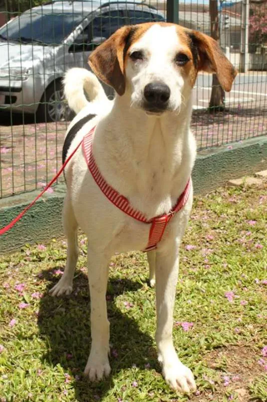 Cachorro ra a SRD idade 7 a 11 meses nome Loui