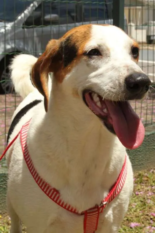 Cachorro ra a SRD idade 7 a 11 meses nome Loui