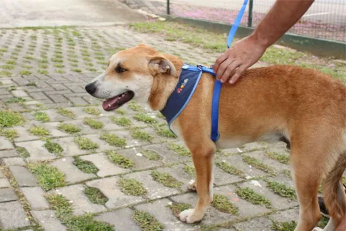 Cachorro ra a SRD idade 2 a 6 meses nome Doni