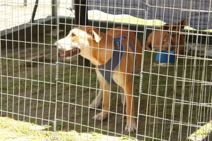 Cachorro ra a SRD idade 2 a 6 meses nome Doni