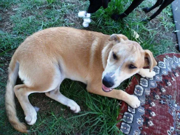 Cachorro ra a SRD idade 2 a 6 meses nome Doni