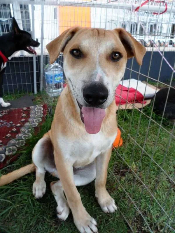 Cachorro ra a SRD idade 2 a 6 meses nome Doni