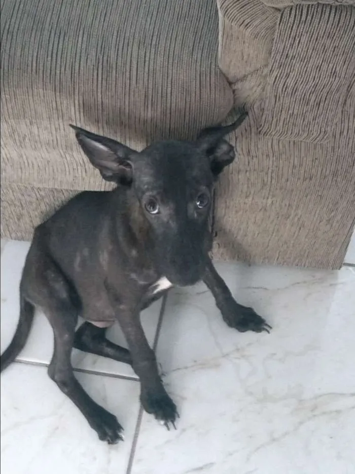 Cachorro raça Vira lata idade 7 a 11 meses nome Kiko