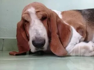 Cachorro raça Mestiça Pastor Alemão  idade 7 a 11 meses nome Lara