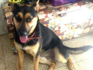 Cachorro raça Mestiça Pastor Alemão  idade 7 a 11 meses nome Lara