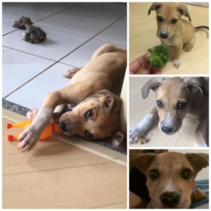 Cachorro ra a Vira lata idade 2 a 6 meses nome Sem nome