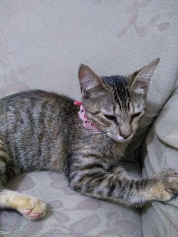 Gato ra a Sem raça idade 2 a 6 meses nome Sem nome