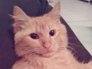 Gato raça vira-lata idade 2 anos nome Thor