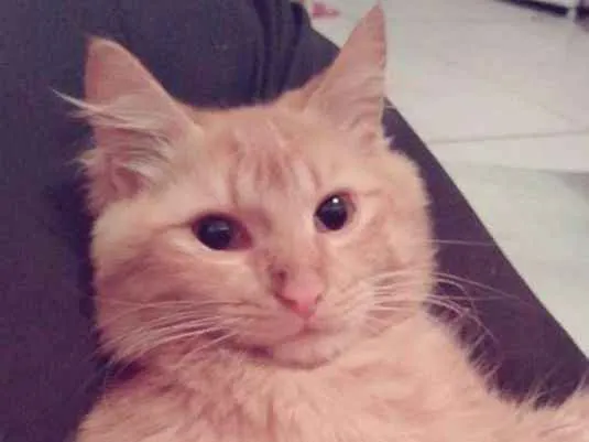 Gato ra a vira-lata idade 2 anos nome Thor