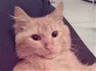 Gato raça vira-lata idade 2 anos nome Thor
