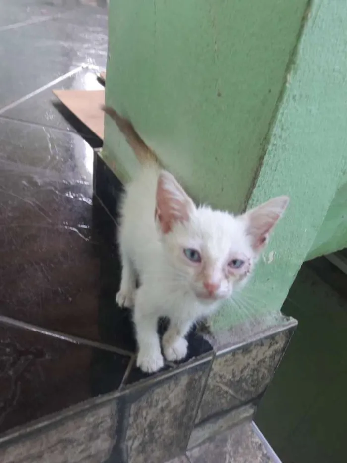 Gato ra a N sei idade Abaixo de 2 meses nome Neném 