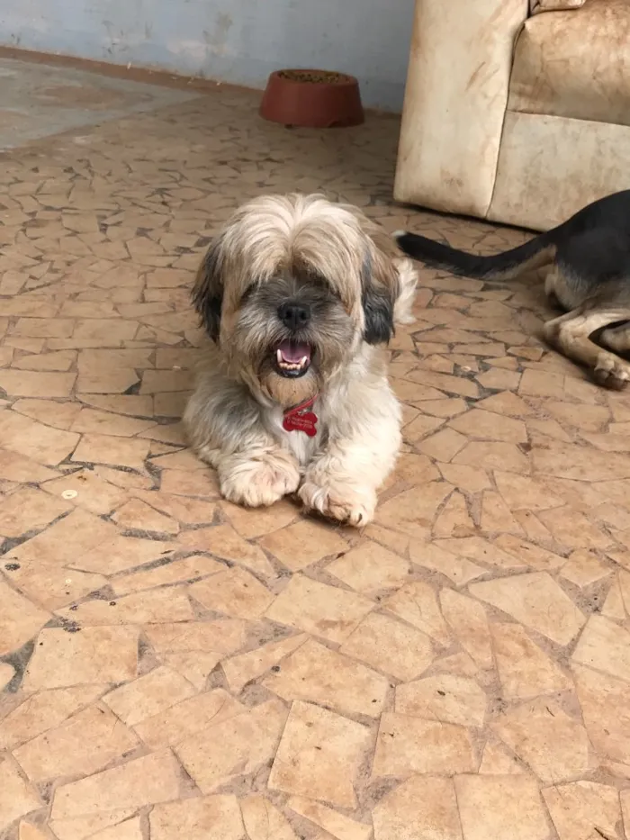 Cachorro ra a SRD  idade  nome Floquinho