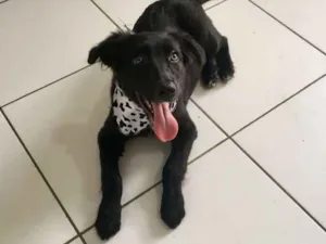 Cachorro raça SRD idade 2 a 6 meses nome Pietro