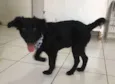 Pietro