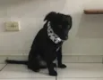 Pietro