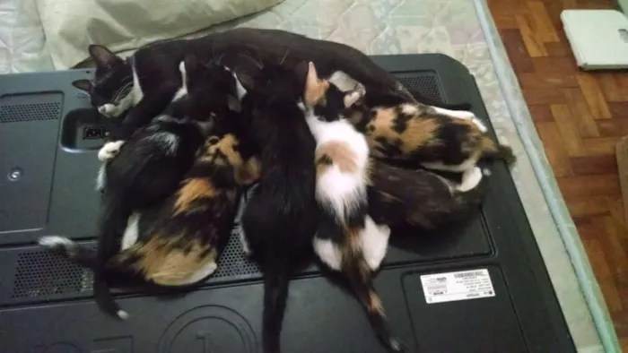 Gato raça Vira lata idade 2 a 6 meses nome Indefinido