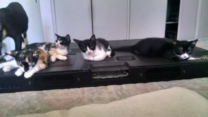 Gato raça Vira lata idade 2 a 6 meses nome Indefinido