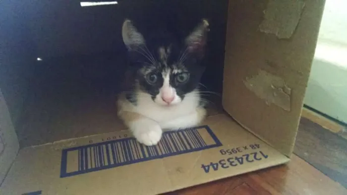 Gato raça Vira lata idade 2 a 6 meses nome Indefinido