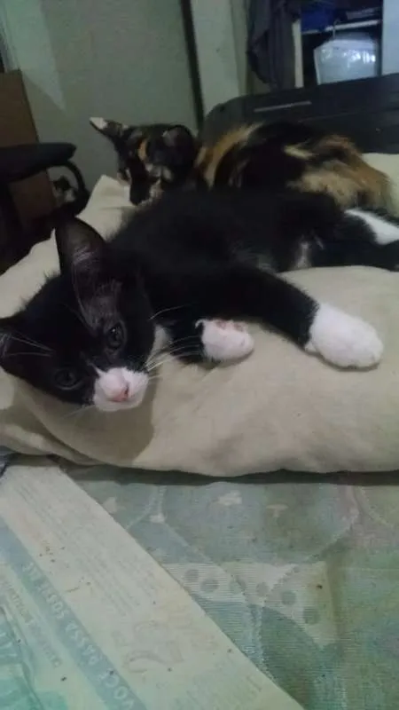 Gato raça Vira lata idade 2 a 6 meses nome Indefinido