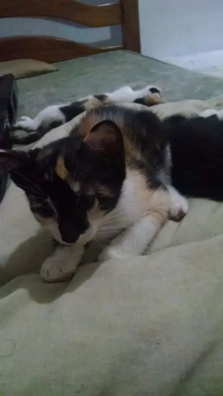 Gato raça Vira lata idade 2 a 6 meses nome Indefinido