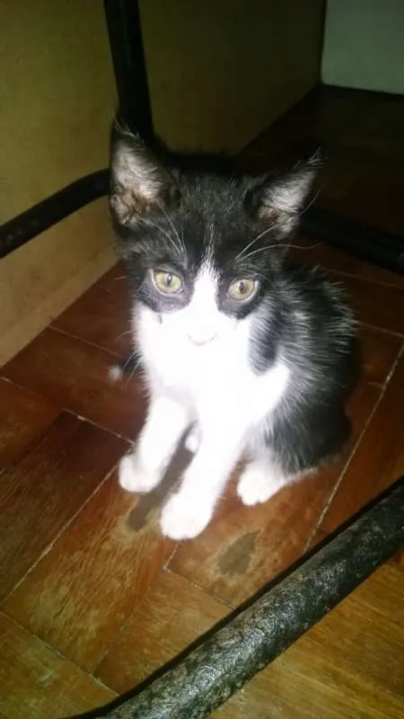 Gato raça Vira lata idade 2 a 6 meses nome Indefinido