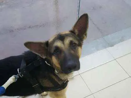 Cachorro raça Pastor Alemão idade 1 ano nome Jack