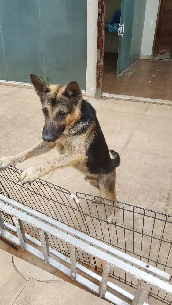 Cachorro raça Pastor Alemão idade 1 ano nome Jack