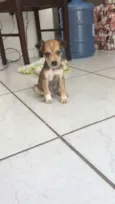 Chapolim