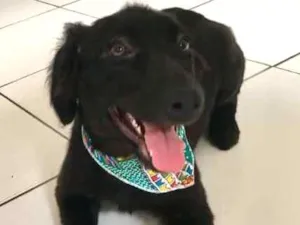 Cachorro raça SRD idade 2 a 6 meses nome Criolo