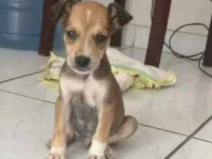 Cachorro raça Vira lata idade  nome Chapolim