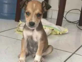Cachorro ra a Vira lata idade  nome Chapolim