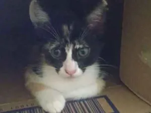 Gato raça Vira lata idade 2 a 6 meses nome Indefinido