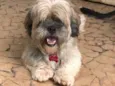 Floquinho